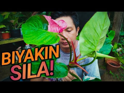 ผลสลากกินแบ่งรัฐบาล วันที่ 1 พย. 2567