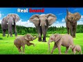 Elephant Sound Effects wild animals