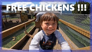 Free Chickens on Craigslist !