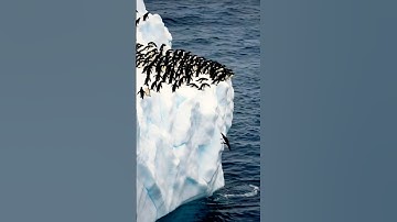 LEAP OF FAITH! One Brave Penguin Leads Antarctic Dive! PENGUIN POWEN!