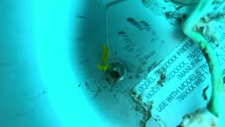 Leak in swimming pool light housing