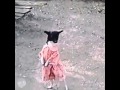 Funny and Weird Dog Dreams
