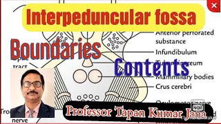 Interpeduncular Fossa L Boundaries L Contents