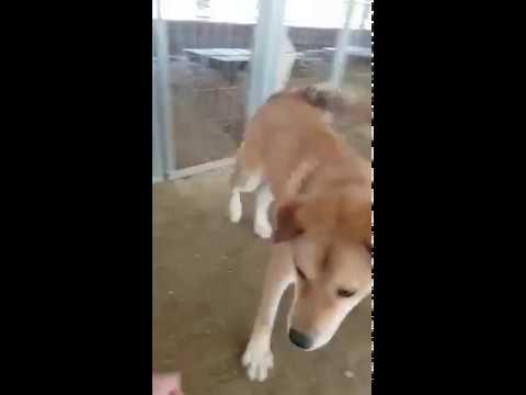 korean jindo husky mix Lead