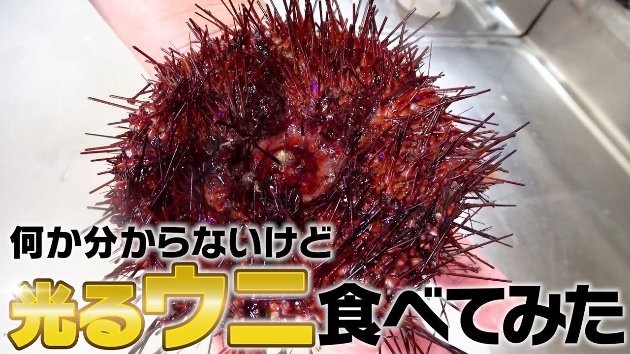 【驚愕】名前も分からない光るウニ食べてみた！