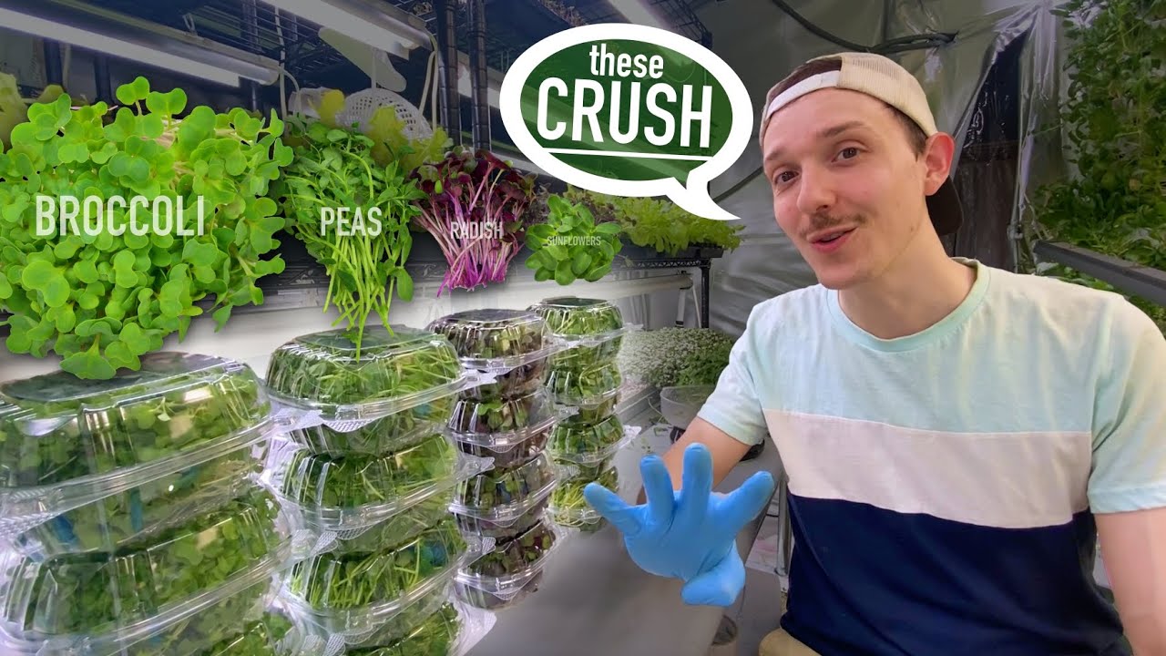 Четыре лучших вида микрозелени для выращивания, продажи и употребления в пищу