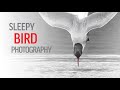 SLEEPY BIRD PHOTOGRAPHY | A relaxing morning of great bird action photography