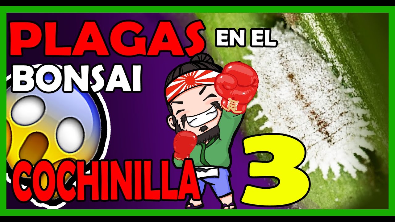 Como HACER #TRATAMIENTO COMPLETO para #COCHINILLA en nuestros #ARBOLES y #BONSAIS!! La definitiva!
