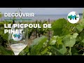 Dcouvrir lappellation picpoul de pinet