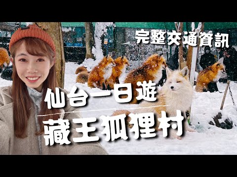 仙台旅遊｜藏王狐狸村 打架可愛模樣🦊仙台炭燒牛舌推薦店家🥩松島遊覽船🛳️