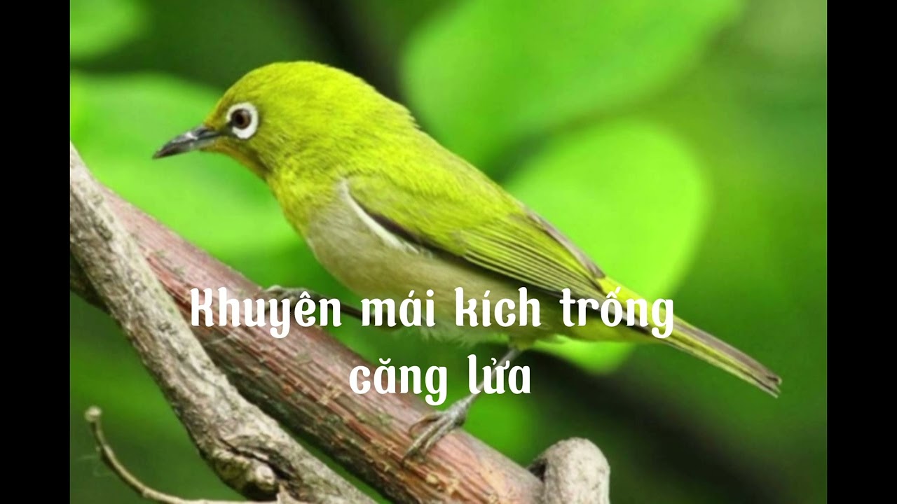 Khuyên mái kích trống căng lửa