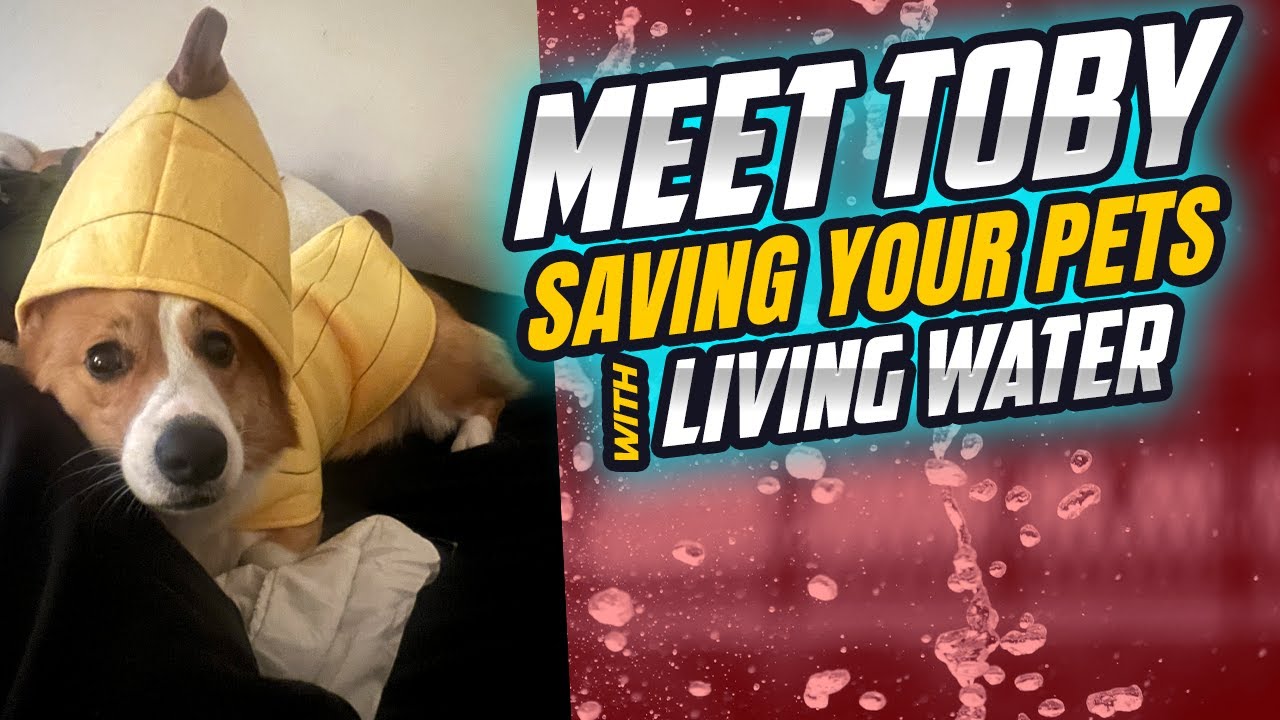 Meet Toby: The Water Killing Our Pets | How Living Water Pet is Saving Our Pets from Hidden Dangers