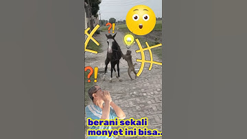 Berani sekali monyet ini bisa#shorts #reaction