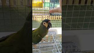 Blue-winged Macaw Not Sure If He Should Laugh or Bite 🦜#macaw #macawparrot #macawbird #shorts #fyp