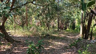 (P#1010) 1.3 Hectares or 13,495 sqms Beautiful Farm @ 3.5Million sa Magdalena,Laguna for sale