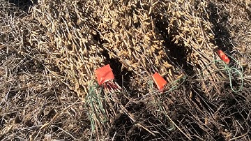 BigSmartPlots Data Collection