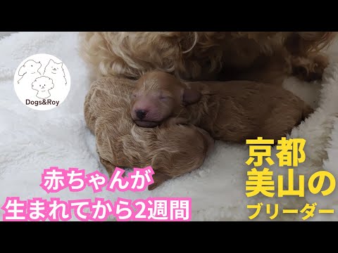 【トイプードル】飼い主様を募集中です。#トイプードル #パピー #赤ちゃん #サモエド #ゴールデンレトリバー