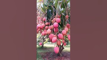 Growing Lychee Fruit 🌺 | Tropical Orchard Beauty