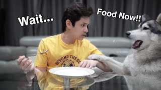 My Dog Reacts to the Invisible Food Challenge