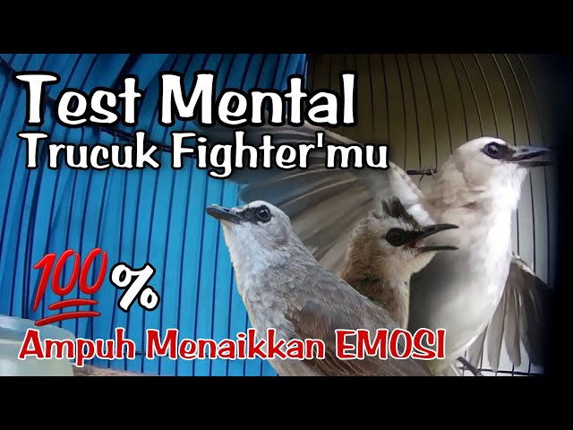 TEST MENTAL TRUCUKmu dengan SUARA TRUCUKAN GACOR RIBUT ini class=