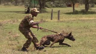 DANGER: Rapid Response Dog Unit In Kenya | This Wild Life | BBC Earth