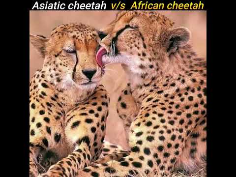 Asiatic Cheetah vs African Cheetah Comparison in Hindi #Shorts #Short