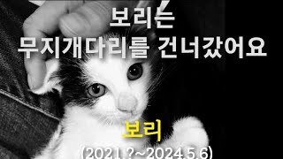 비오는 날에 무지개너머 별이 된 고양이