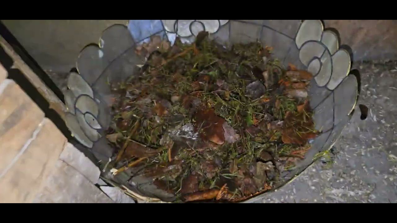 Kümesimizin yeni tavukları.ve iki horozun liderlik kavgası.🙁