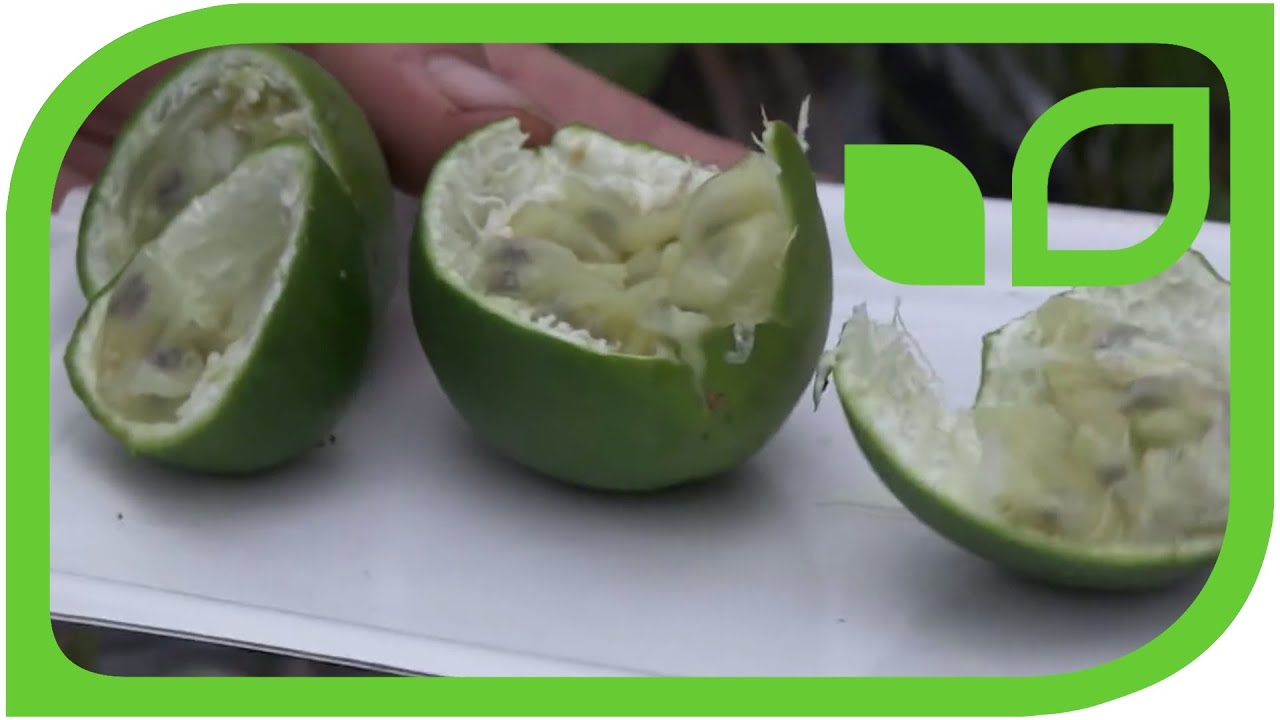 Winter hardiness and taste of passion fruit marajuca YouTube