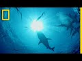 How Dolphins Evade Shark Attacks | Sharks vs. Dolphins: Blood Battle