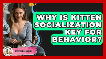 Why Is Kitten Socialization Key For Behavior? - Happy Cat Handbook
