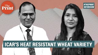 What is ICAR’s new wheat variety that can beat India’s brutal heatwaves