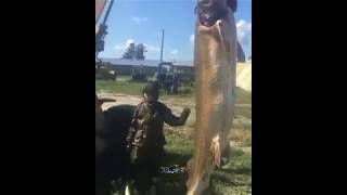 #Браконьеры поймали краснокнижную Калугу весом более 300 кг и тащили ее экскаватором