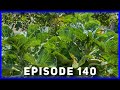 Jolly Green Tree Collard - Summer Update (Ep. 140)