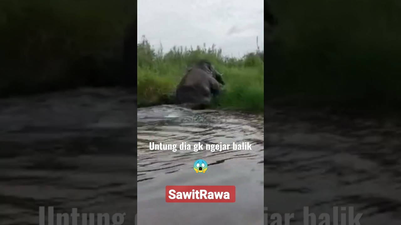 Gajah lagi nyebrang kanal. 