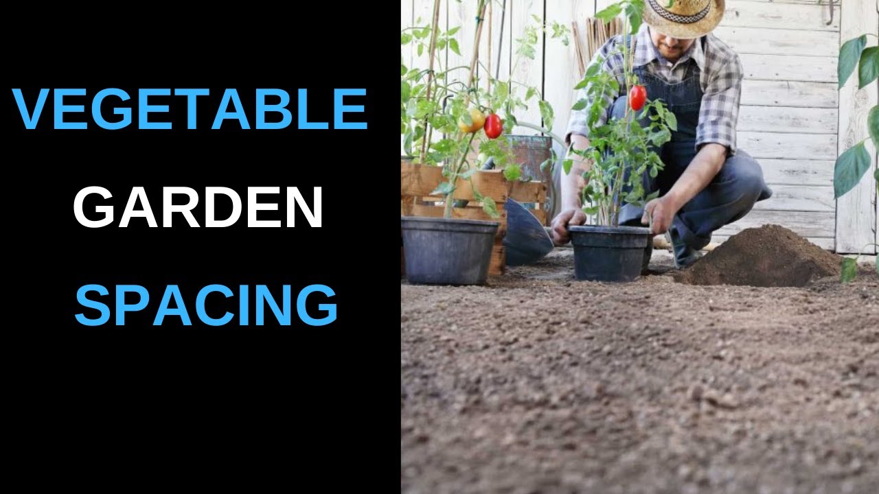 a guide to plant spacing in the vegetable garden - YouTube