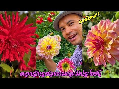 ดอกรักเร่สวยและมีประโยน์อย่างไร?!สุดท้ายมาเจอดอกนี้คิดถึงบ้านเลย
