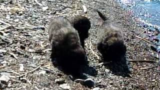 5 week old pups at the beach