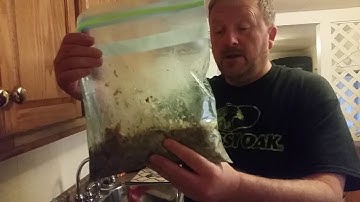 Coyote predator trapping cheap bait that works