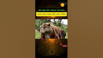 Nếu gặp gấu trong tự nhiên, làm cách nào để trốn thoát ? #shorts