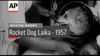 Rocket Dog Laika | Movietone Moment | 13 April 17