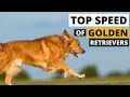 How Fast Can a Golden Retriever Run?
