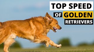 How Fast Can a Golden Retriever Run?