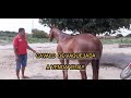 veja o $$$ preço  dece cavalo de vaquejada de esquerda Marcolândia Piauí  !!!!