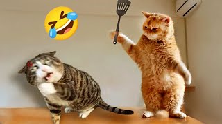 Funniest Animals 2024 😻 Best Funny Cats and Dogs Videos 😍🐶 #15 by Funny Animals 2024 1,931 views 7 days ago 20 minutes