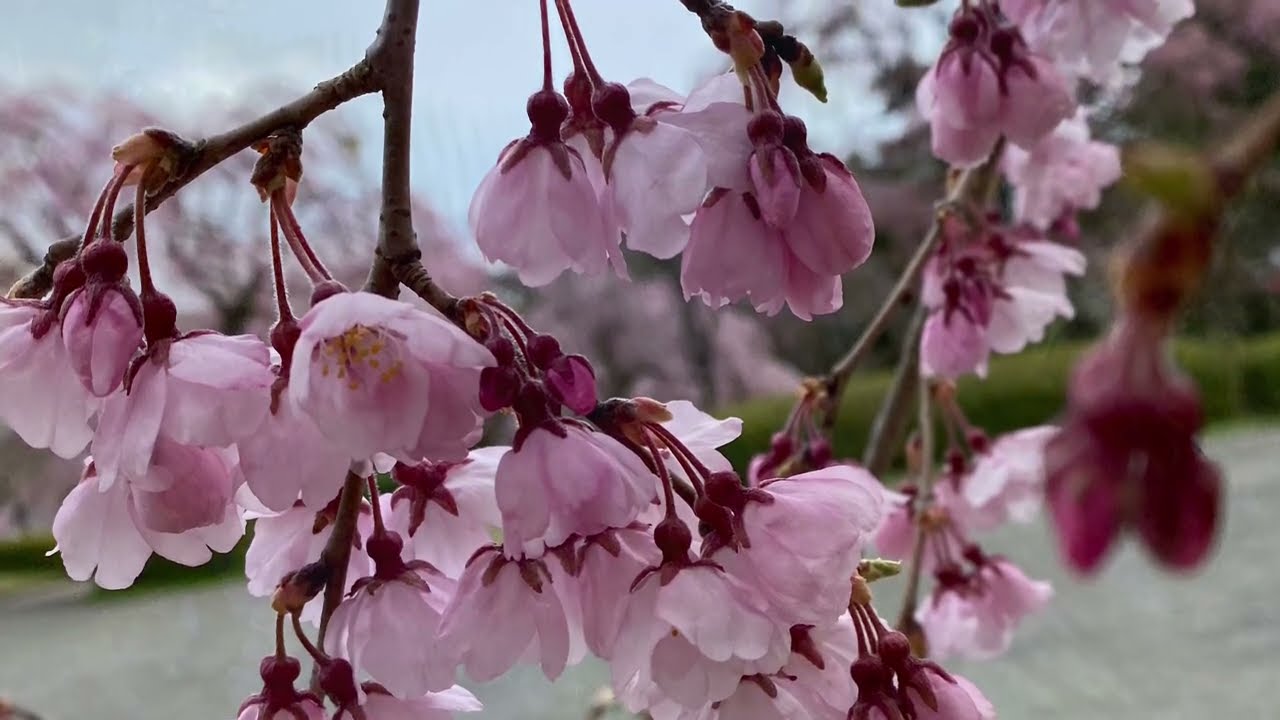 稚児桜 - YouTube