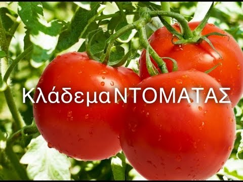 Βίντεο: Σχηματισμός ντομάτας