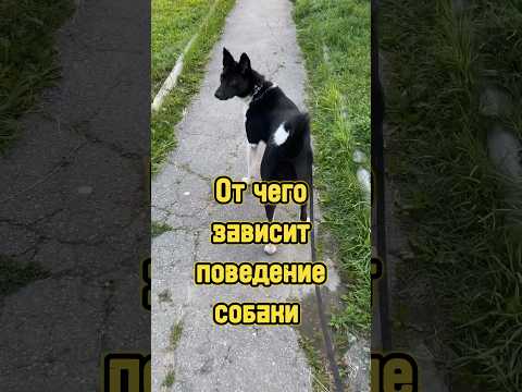 От чего зависит поведение собаки 🐕 #питомцы #собака #щенок #dog #животные