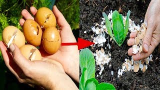 Put Eggshells In Your Garden, You Won't Believe What Happens!