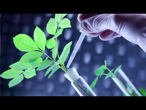 გენმოდიფიცირებული პროდუქტები [GMO]